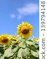 Sunflowers blooming towards the blue sky 139794148