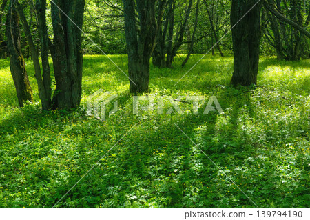Beautiful green forest in the morning. Spring landscape. Nature background Beautiful green forest in the morning. Spring landscape. Nature background 139794190