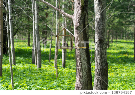 Bird feeder hanging on a tree in the forest. 139794197