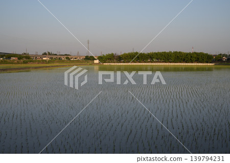 A landscape of sprawling rice paddies A landscape of sprawling rice paddies 139794231