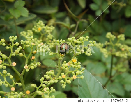 A beetle on a Japanese knotweed plant A beetle on a Japanese knotweed plant 139794242