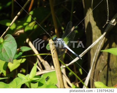 一隻雄性普通蜻蜓停在樹枝頂端。 一隻雄性普通蜻蜓停在樹枝頂端。 139794262