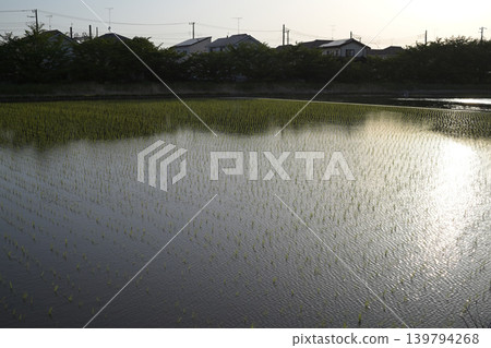稻田裡的天空 稻田裡的天空 139794268
