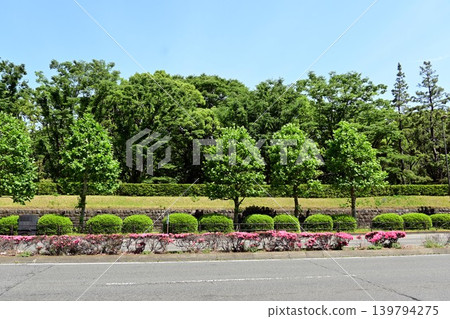 青山街道兩旁的樹木枝繁葉茂，綠意盎然。 139794275
