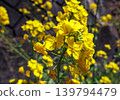 山路兩旁盛開著黃色的油菜花。 139794479