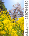 山路兩旁盛開著黃色的油菜花。 139794480