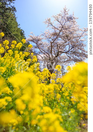 Yellow rapeseed flowers blooming along the side of a mountain path. Yellow rapeseed flowers blooming along the side of a mountain path. 139794480