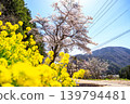 山路兩旁盛開著黃色的油菜花。 139794481