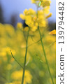 山路兩旁盛開著黃色的油菜花。 139794482