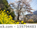 山路兩旁盛開著黃色的油菜花。 139794483