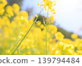 山路兩旁盛開著黃色的油菜花。 139794484