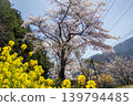 山路兩旁盛開著黃色的油菜花。 139794485