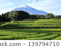 生機勃勃的綠色茶園和白雪皚皚的富士山。 139794710