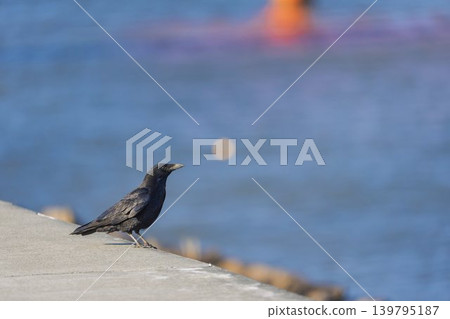 A carrion crow resting its wings in Natori City, Miyagi Prefecture. A carrion crow resting its wings in Natori City, Miyagi Prefecture. 139795187