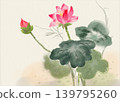 Delicate pink lotus flower blooms alongside a bud, with large, dark green leaves. 139795260
