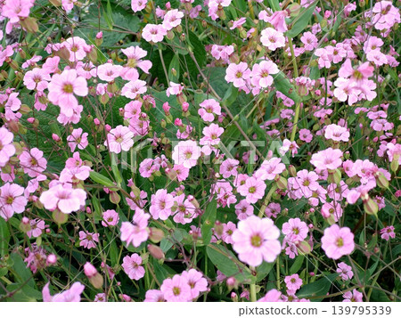 A cluster of delicate pink flowers swaying in the spring breeze A cluster of delicate pink flowers swaying in the spring breeze 139795339