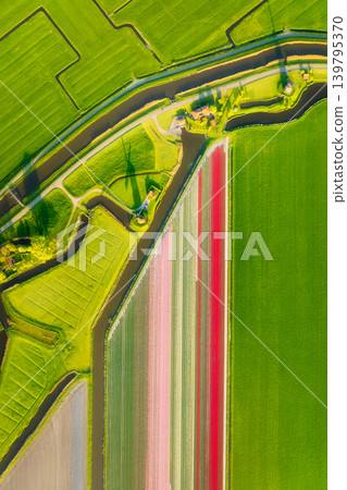 Vertical photo. Aerial view of tulip fields in the Netherlands at sunset. Nature. Vertical photo. Aerial view of tulip fields in the Netherlands at sunset. Nature. 139795370