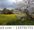 A rural landscape of cherry blossoms and rapeseed flowers. 139795755