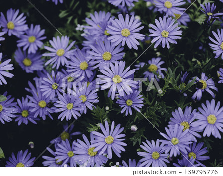 Pale pink and blue cornflowers bloom profusely on the slope. Pale pink and blue cornflowers bloom profusely on the slope. 139795776