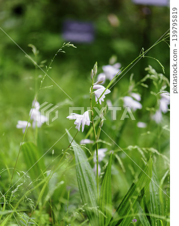 Pale pink and blue cornflowers bloom profusely on the slope. Pale pink and blue cornflowers bloom profusely on the slope. 139795819