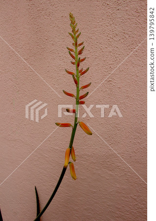 Bunch of Buds of Aloe Vera Bunch of Buds of Aloe Vera 139795842