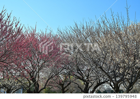 Plum grove in Omuro Park 139795948
