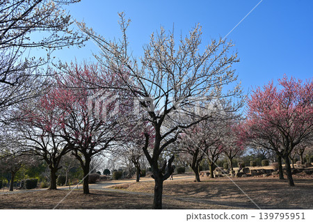 Plum grove in Omuro Park 139795951