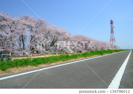 Cherry blossoms in full bloom along the Tone River cycling road, near Bando Ohashi Bridge, Gunma side. Cherry blossoms in full bloom along the Tone River cycling road, near Bando Ohashi Bridge, Gunma side. 139796012