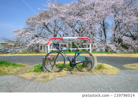 Cherry blossoms in full bloom along the Tone River cycling road, near Bando Ohashi Bridge, Gunma side. Cherry blossoms in full bloom along the Tone River cycling road, near Bando Ohashi Bridge, Gunma side. 139796014