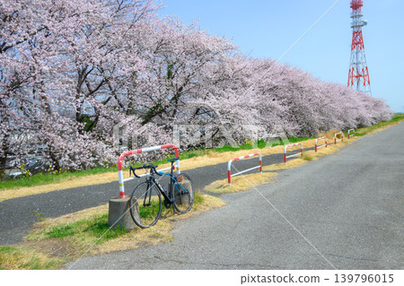 Cherry blossoms in full bloom along the Tone River cycling road, near Bando Ohashi Bridge, Gunma side. Cherry blossoms in full bloom along the Tone River cycling road, near Bando Ohashi Bridge, Gunma side. 139796015