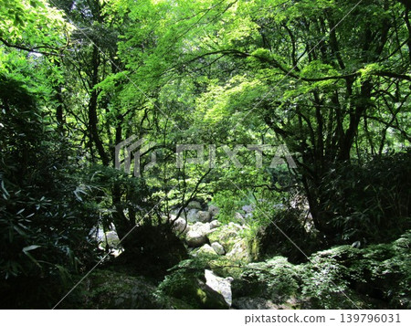 大分縣竹田市通往白水瀑布的道路兩旁,綠意盎然,景色優美。 大分縣竹田市通往白水瀑布的道路兩旁,綠意盎然,景色優美。 139796031