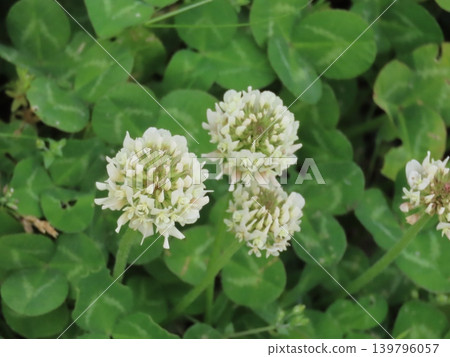 White flowers of white clover White flowers of white clover 139796057