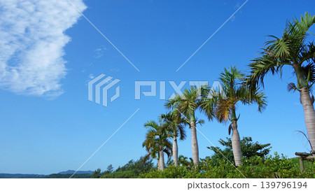 棕櫚樹伸向藍天：沖繩的一景。 139796194
