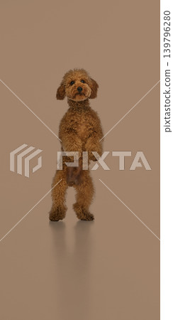 Cute brown poodle standing upright on beige studio background. Cute brown poodle standing upright on beige studio background. 139796280