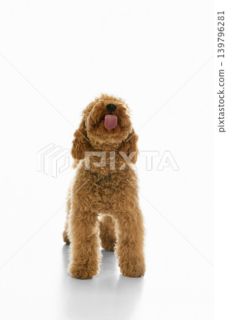Cheerful brown poodle standing with tongue out on white studio background 139796281