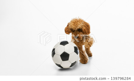 Brown poodle playing with soccer ball on white studio background. Brown poodle playing with soccer ball on white studio background. 139796284