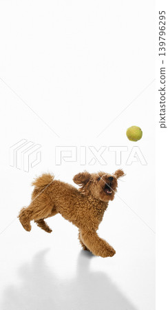 Playful brown poodle chasing tennis ball on white background 139796295
