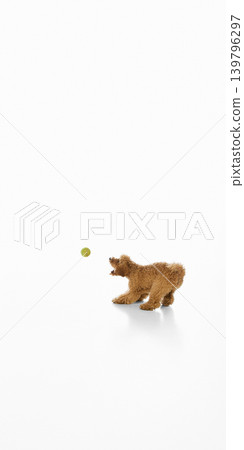 Brown poodle ready to chase tennis ball on white background. 139796297
