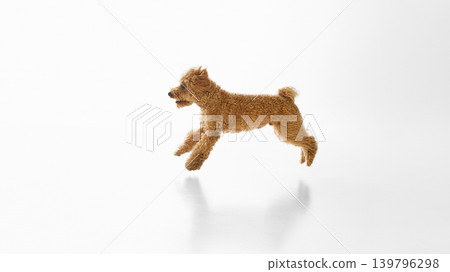 Energetic brown poodle jumping in air on white studio background. Energetic brown poodle jumping in air on white studio background. 139796298