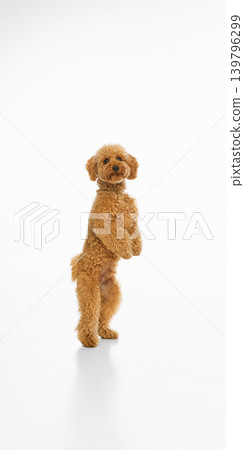 Cute brown poodle balancing upright on white studio background. 139796299