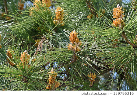Tree: Pinus thunbergii Pinus Tree: Pinus thunbergii Pinus 139796316