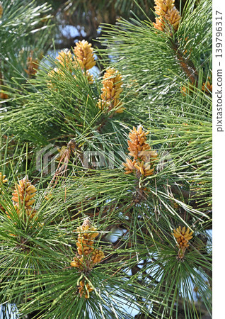 樹：Pinus thunbergii Pinus 139796317