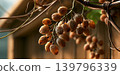 Chilly rural grapes. Ice crystals and dew adorn mature vineyard grapes in morning light 139796339