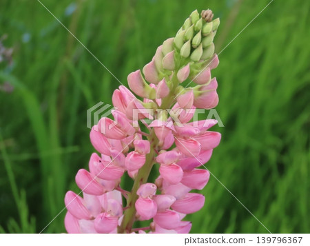Pink lupine (climbing wisteria) Pink lupine (climbing wisteria) 139796367