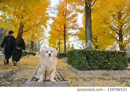 Ginkgo trees and dogs at Honjo General Park Ginkgo trees and dogs at Honjo General Park 139796523