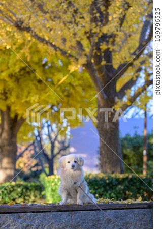 Ginkgo trees and dogs at Honjo General Park Ginkgo trees and dogs at Honjo General Park 139796525