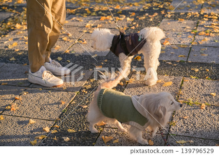 Ginkgo trees and dogs at Honjo General Park 139796529