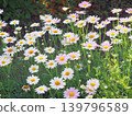 Marguerites blooming in the flowerbed in the early morning 139796589