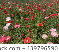 Fields of red and pink poppies 139796590