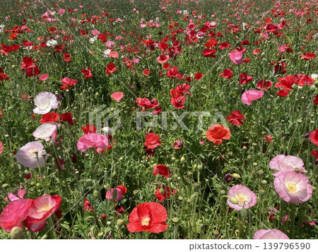 Fields of red and pink poppies 139796590